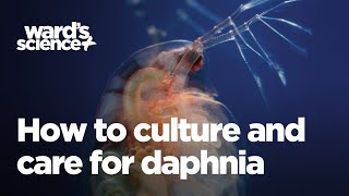 Caring and Culturing for Daphnia [upl. by Derayne652]