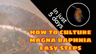 How to Culture Magna Daphnia Easily [upl. by Sitnalta]