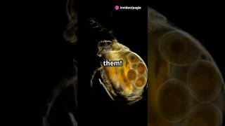 How to culture Daphnia for your Aquarium [upl. by Vastah]