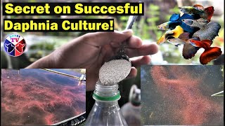 How to Culture Daphnia Successfully [upl. by Saixela521]