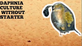 HOW TO CULTURE DAPHNIA NATURALLY WITHOUT A STARTER [upl. by Thessa]