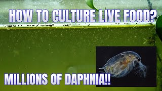 How to Culture Daphnia Secret Method to Breed MILLIONS  Simply Aquatic [upl. by Akcira]