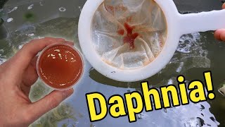 How I Culture Daphnia In Outdoor Tubs [upl. by Els]