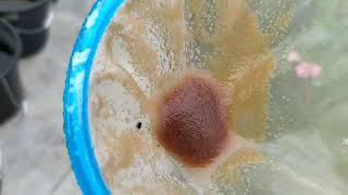 How to culture daphnia moina in a small container Part 1 English Subtitle [upl. by Way64]