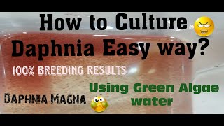 Daphnia MagnaHow to Culture Daphnia Easy wayCulturing Daphnia using Green water Daphnia [upl. by Llebana]