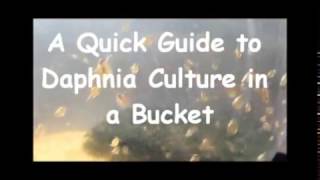 How to culture daphnia outside [upl. by Duffie5]