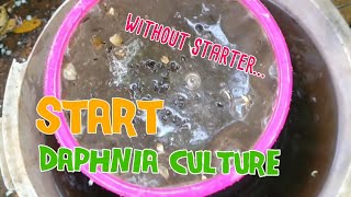 How to culture daphnia moina the easy way 1  Starting the Daphnia culture [upl. by Berte]