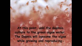 Daphnia  How to grow daphnia in your home [upl. by Honor]