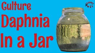 How to Culture Daphnia in a Jar [upl. by Zwart]