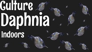 How to Culture Daphnia [upl. by Pederson]