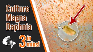 How to culture DAPHNIA MAGNA  The easy way [upl. by Koehler]