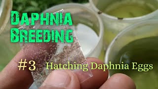 Daphnia Culture made simple and easy 3  Hatching Daphnia eggs [upl. by Nodyarg]