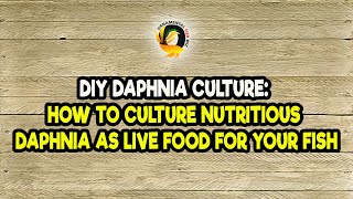 DIY Daphnia Culture How to Culture Nutritious Daphnia as Live Food for Your Fish [upl. by Birmingham]