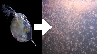 How I Culture Daphnia [upl. by Akenahs78]