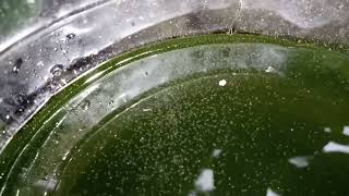 DAPHNIA MOINA CULTURE IN A SMALL BUCKET [upl. by Lemrej]