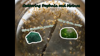 How To Culture Daphnia and Moinas using Green Water Spirulina powder [upl. by Benedict]