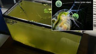 Raising Daphnia for the Freshwater Aquarium [upl. by Lynsey615]