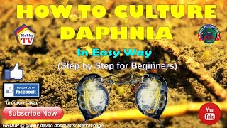 HOW TO CULTURE DAPHNIA In Easy Way [upl. by December]